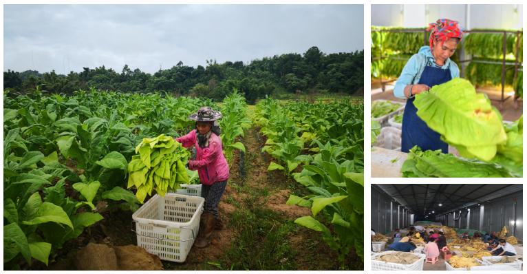 TOBACCO PLANTING PROJECTS